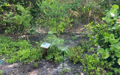 Tigertail Park Butterfly Garden Cleanup